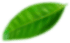 Green leaf