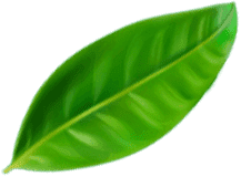 Green leaf