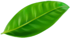 Green leaf