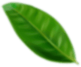 Green leaf