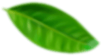 Green leaf