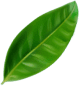 Green leaf