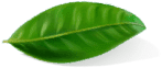 Green leaf